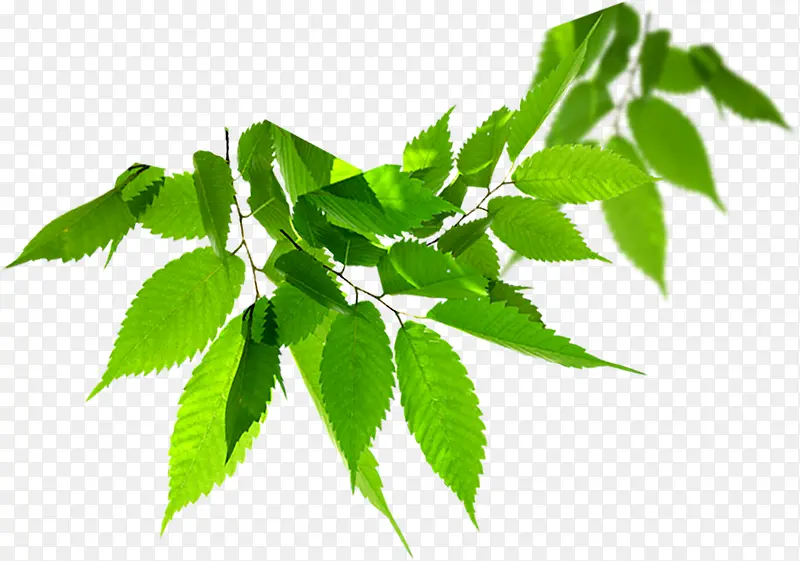 ��ɫ����ʱ����Ҷ����-������