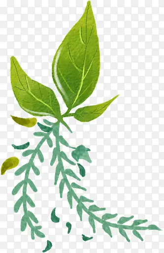 �ɰ�������ɫ��Ҷ-������