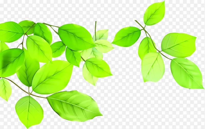 ��ɫ����ʱ����Ҷ����-������