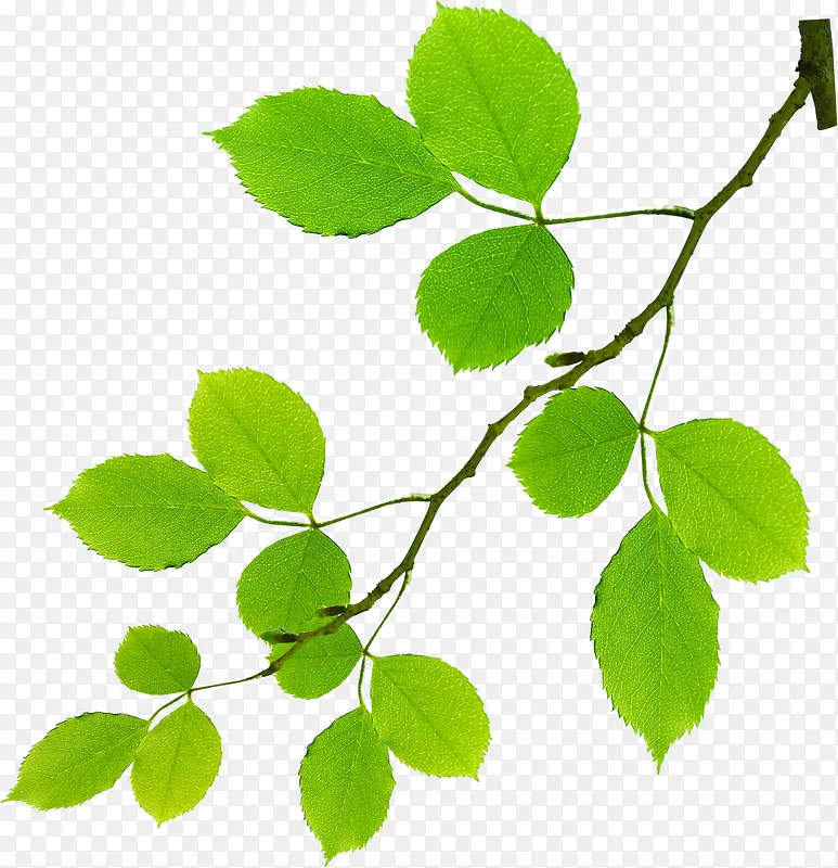 ��ɫ������Ҷ��֦����-������