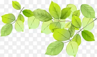 ���������ֻ���֦��Ҷ-������