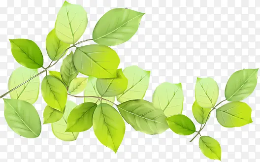 ���������ֻ���Ҷ��֦-������