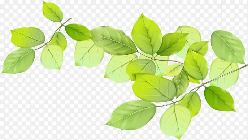 ���´����ֻ�������Ҷ��֦-������