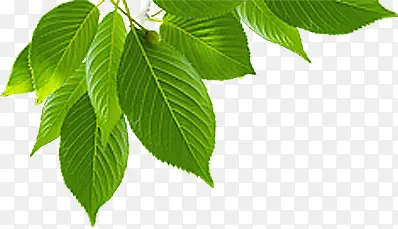 ������ɫ��Ҷ��֦����װ��-������