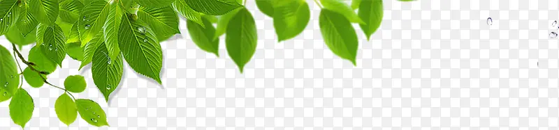 ��������������ɫ��Ҷ��֦-������