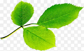 ���´�����ɫ��Ҷ��֦-������