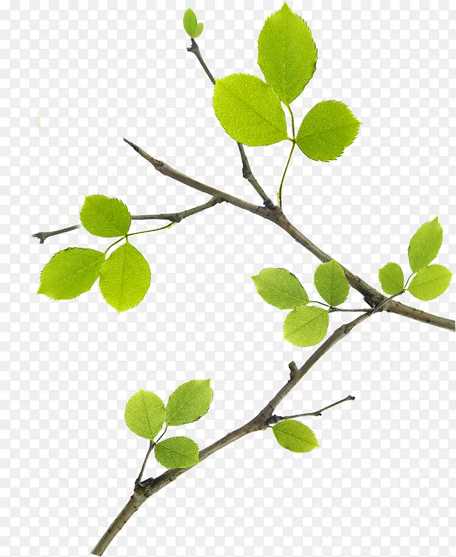 ����ɫ����ŮЬ��Ҷ��֦װ��-������