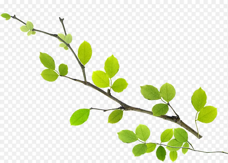 ����ɫ����ŮЬ��Ҷ��֦-������