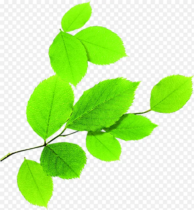 ��ɫ���¸�����Ҷ��֦װ��-������