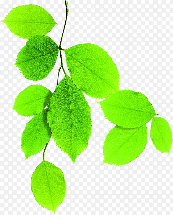 ��ɫ���¸�����Ҷ��֦-������