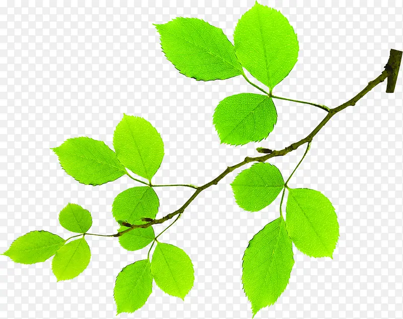 ����С������Ҷװ����֦-������