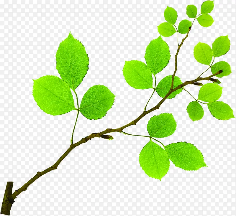 ����С������Ҷ��֦-������