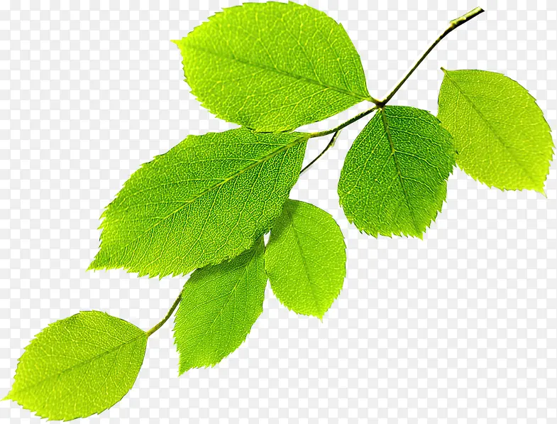 ������Ҷ��֦����װ��-������