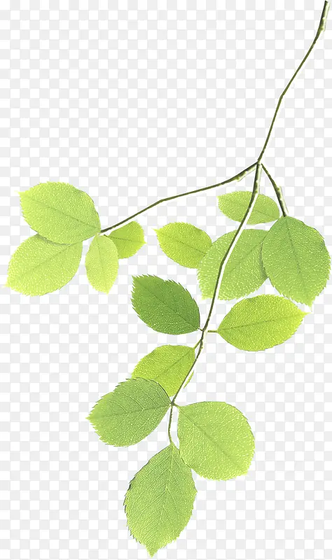 ���´�����Ҷ��֦װ��-������