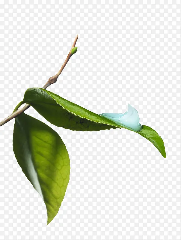 ��ɫ������Ҷ��֦-������