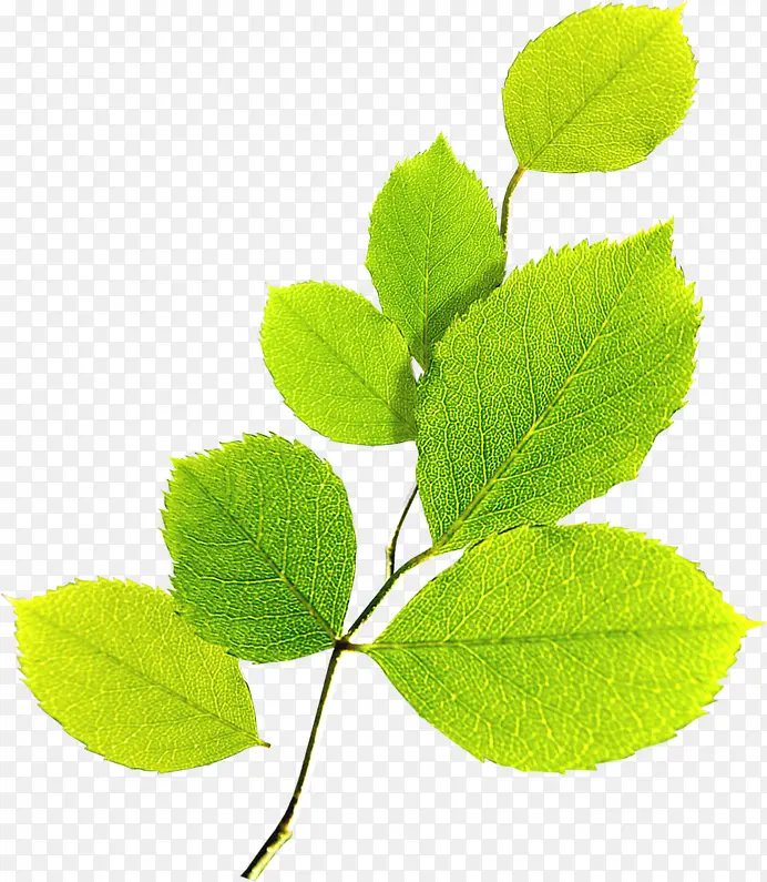 ���´�����Ҷ��֦-������