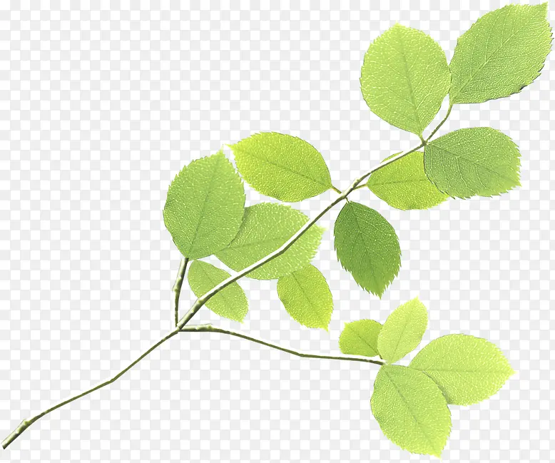 ����������Ҷ��֦װ��-������