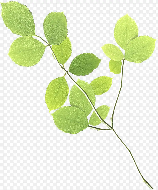 ����������Ҷ��֦-������