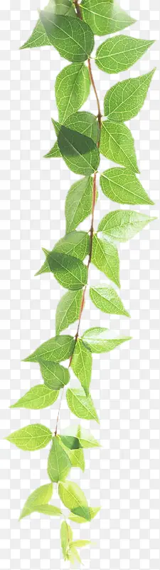 ��֦��Ҷ�����������-������