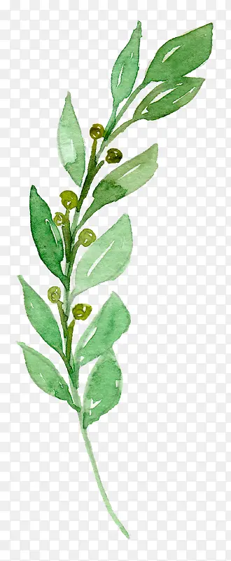 ��ɫ����ˮ����Ҷ-������