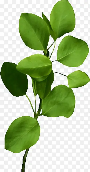 ��ɫʱ��������Ҷ-������