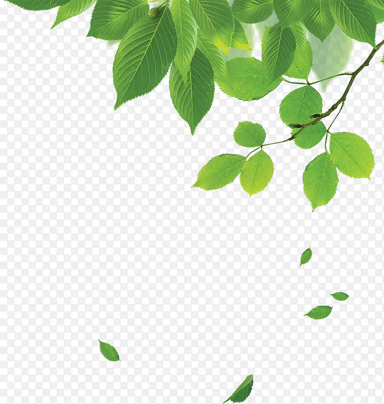 Ψ������������Ȼ������Ҷ��֦-������