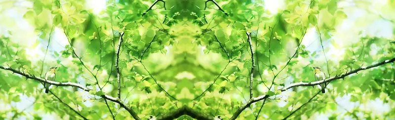 ������֦��Ҷ����banner-������