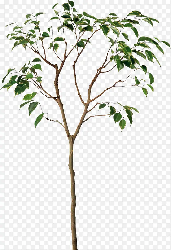 ������֦��Ҷͼ-������