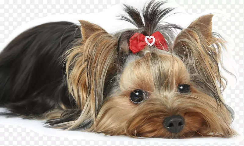 Լ�˿���ȮMorkie MalteseС��-������