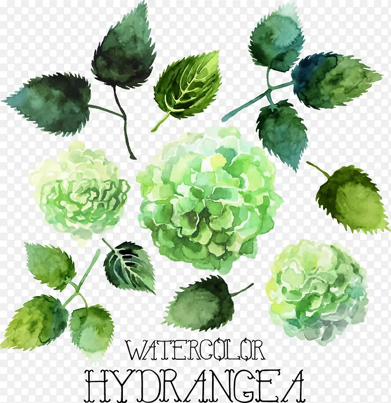 ��ɫˮ��Ҷ��-������