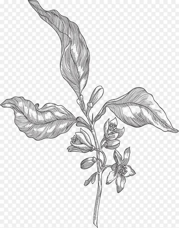 �ֻ�ֲ��-������