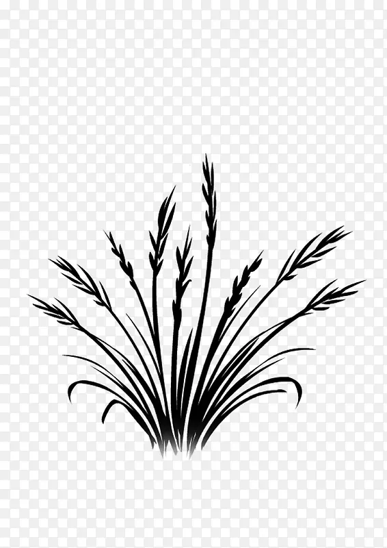 �滭ֲ�� С��  �ڰ�-������