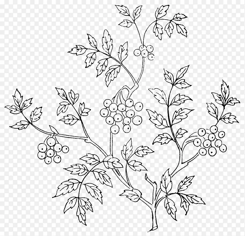 �ֻ�ֲ��-������