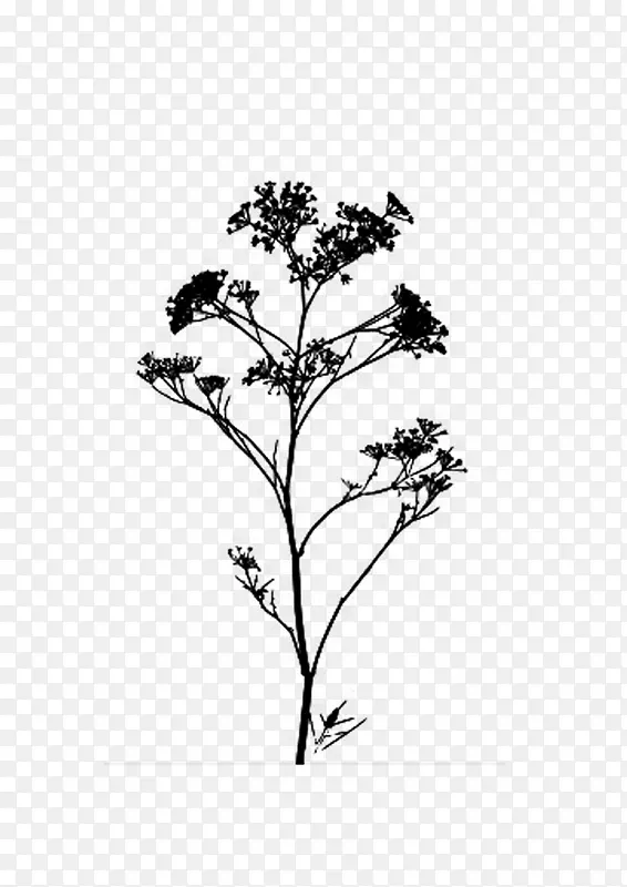 �滭ֲ�� �� �ڰ�-������