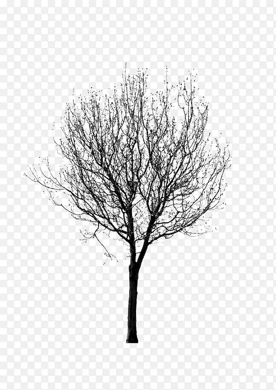 �滭ֲ�� �� �ڰ�-������