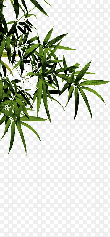 ��Ҷ����-������