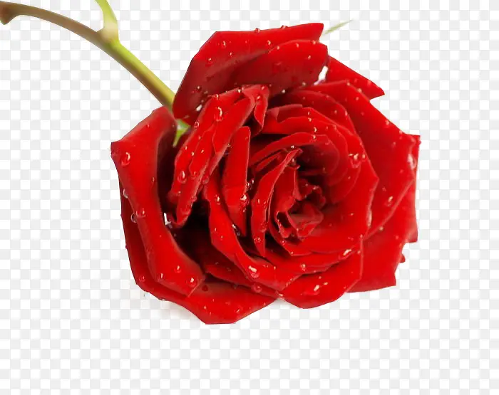 ��õ��-������