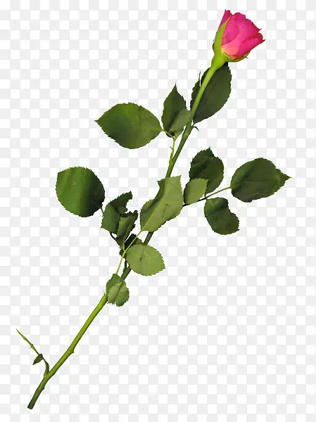 �ۺ�õ��-������