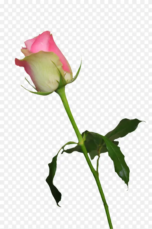 �ۺ�õ�����˽�-������