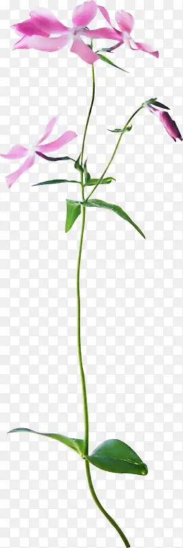 ֲ�ﻨ���ز�ps�����ز�-������