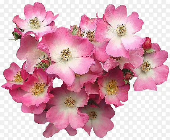 ֲ�ﻨ���زĻ���ʸ���ز�-������