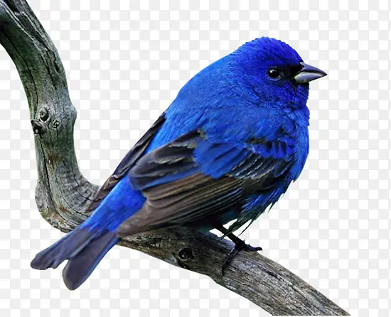 ����ͼƬ�ز�ֲ�ﻨ���ز�-������