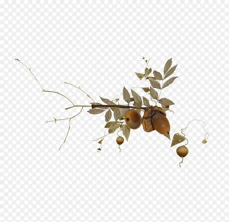 ��Ҷ��֦-������