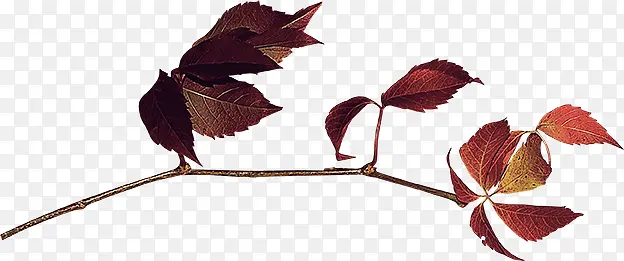 ��֦-������