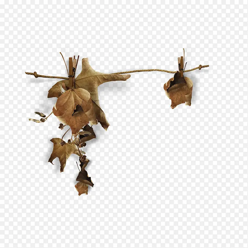 ��Ҷ-������