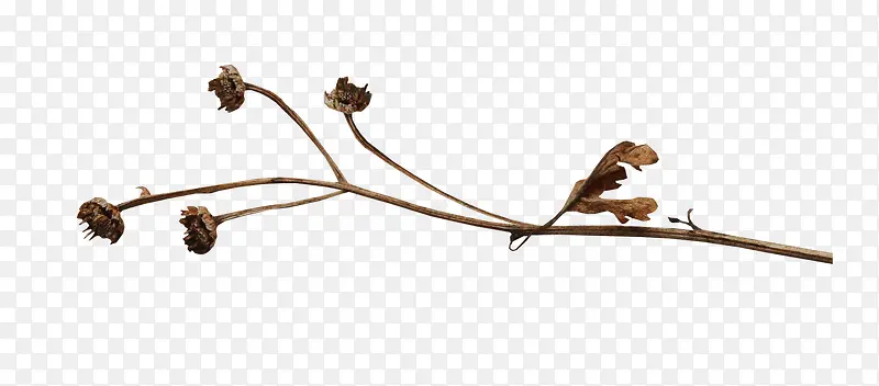 ��֦-������