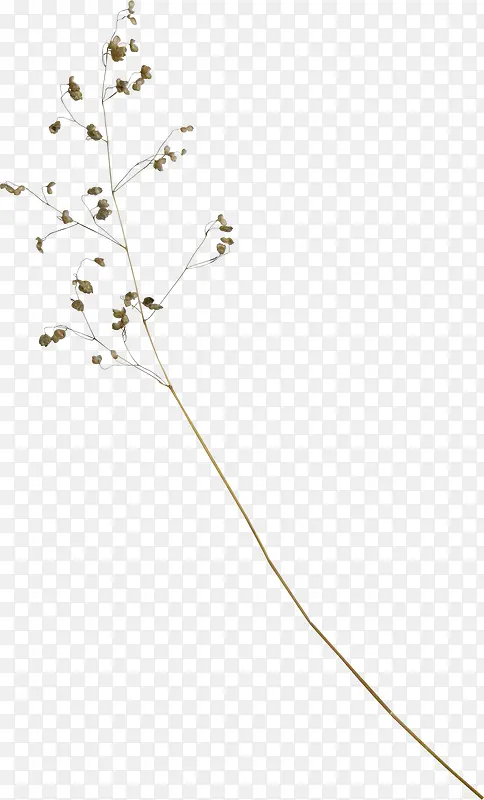 ��ɫ��֦��Ҷ-������