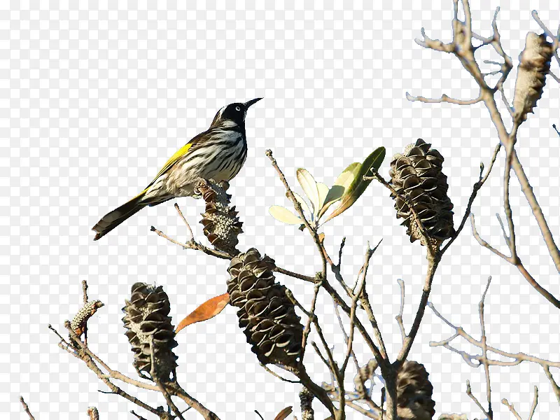 ��֦����-������