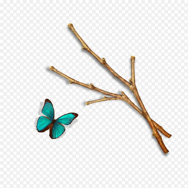 ����֦����ɫ����-������