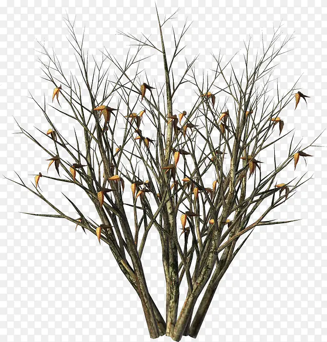 ������֦-������